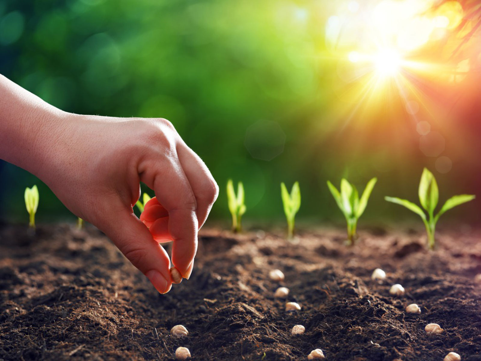 Phytosanitary Certificates